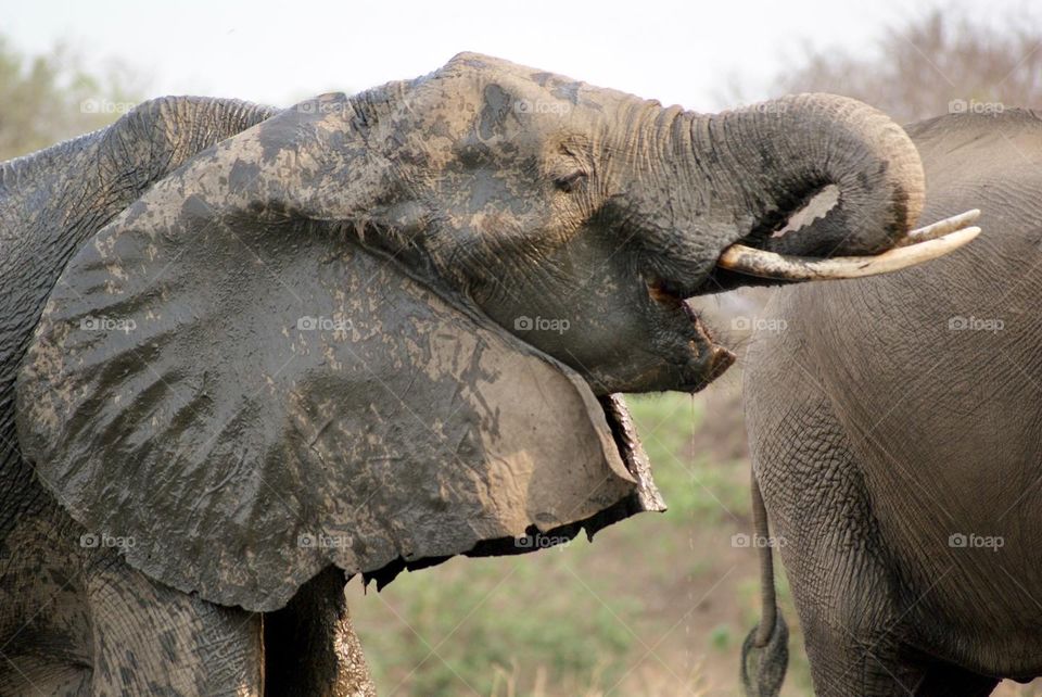 Elephant drinking water