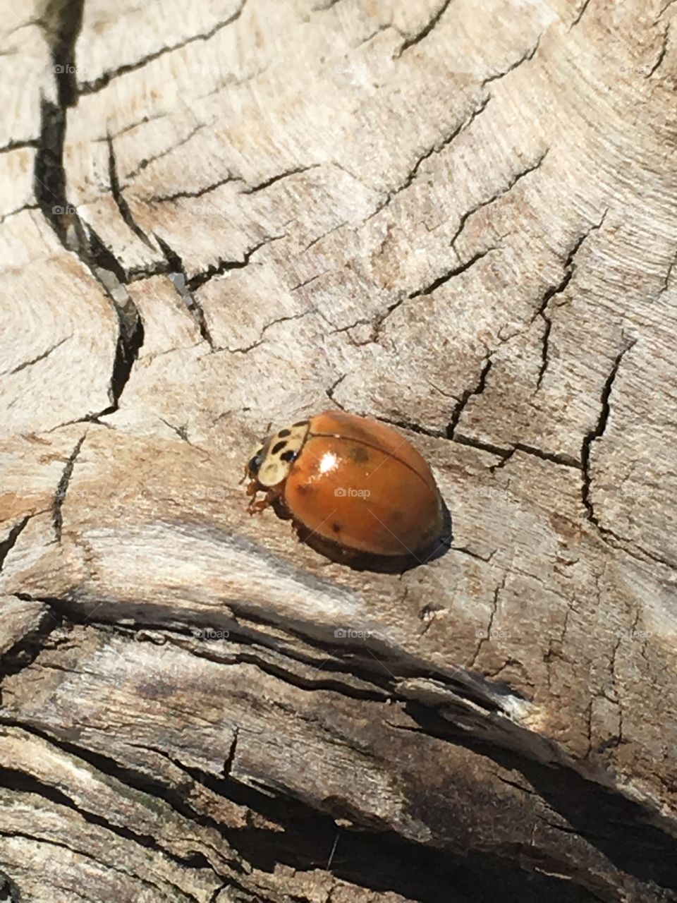 A beautiful ladybug up close on an old weathered piece of wood on the beach. 