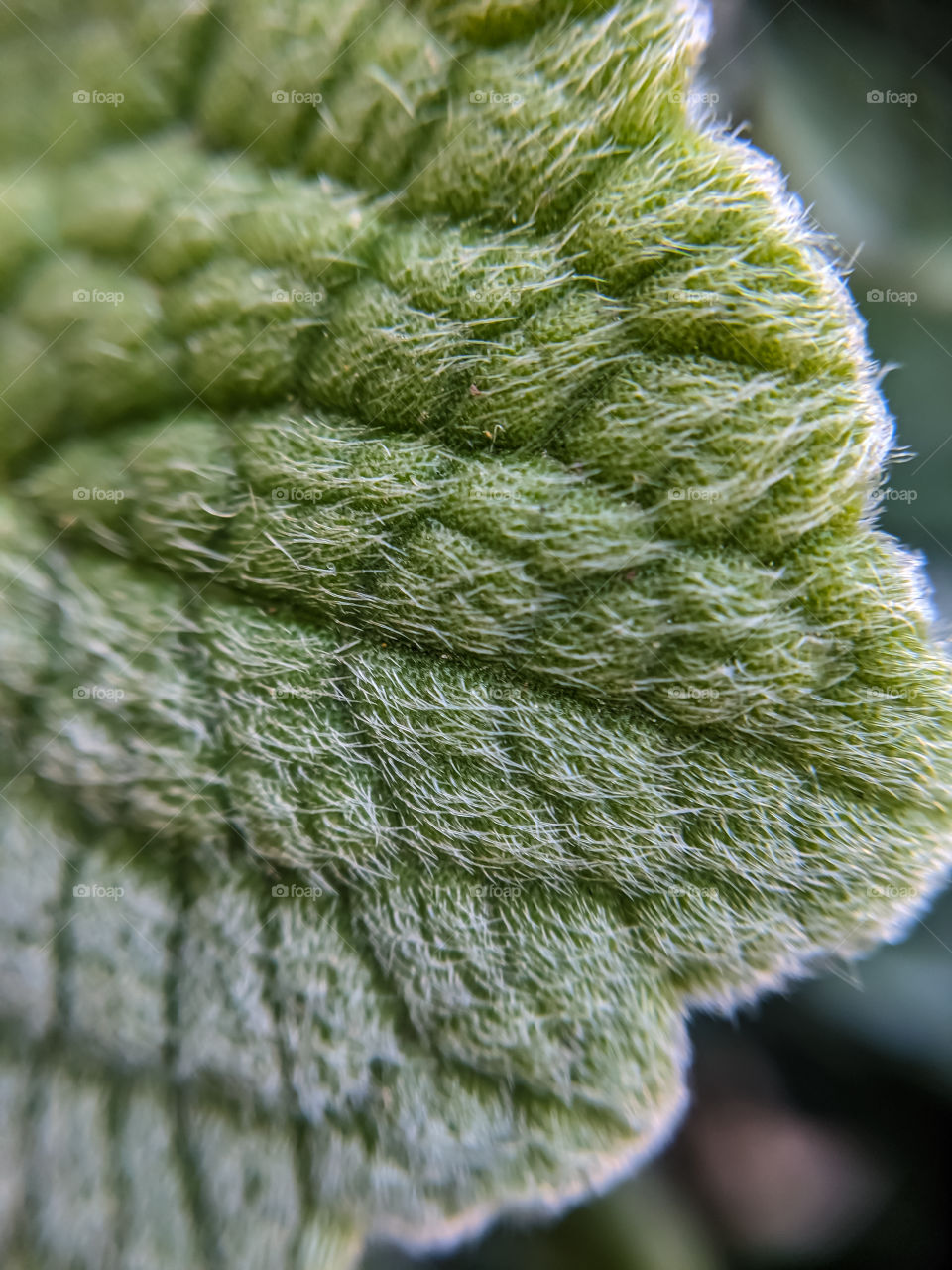 Furry Green Plant Leaf Macro