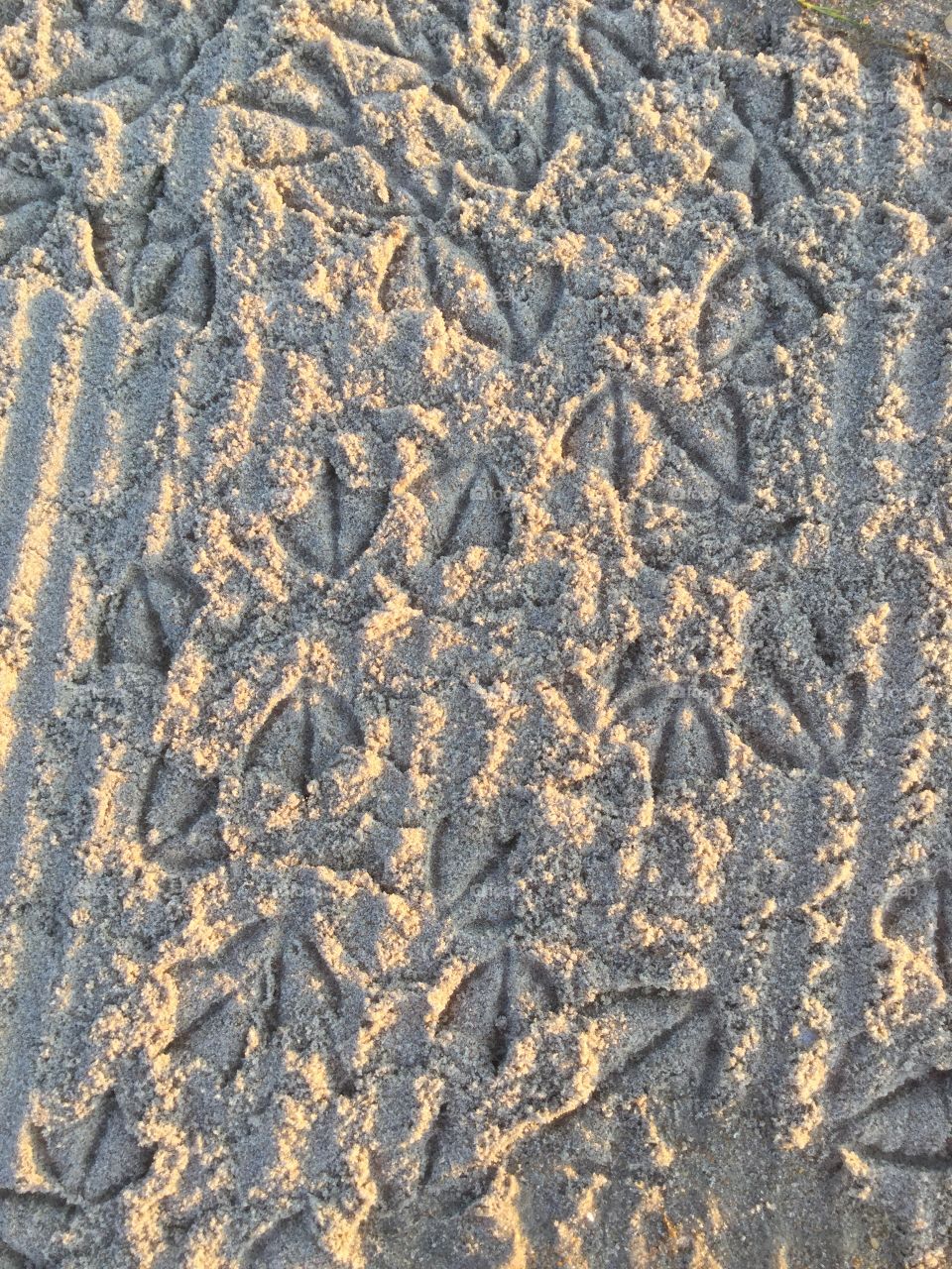 Seagull footprints 