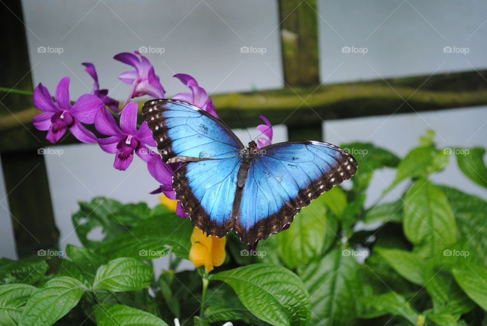 A beautiful butterfly in Key West, Florida