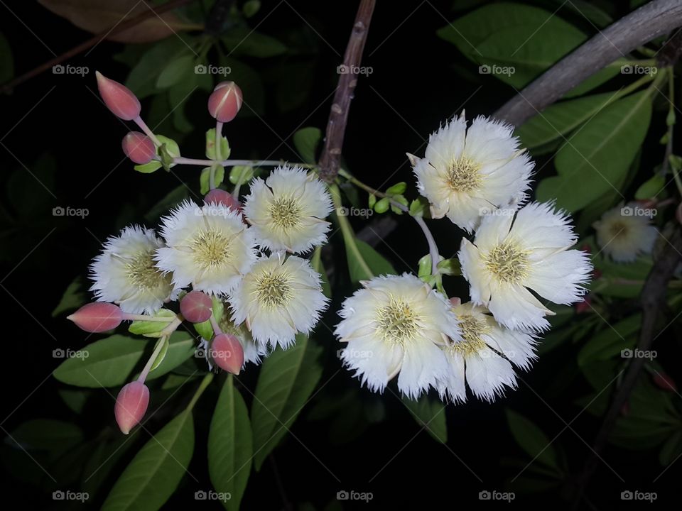 Lily of the Valley Tree (Elaeocarpus grandiflorus)