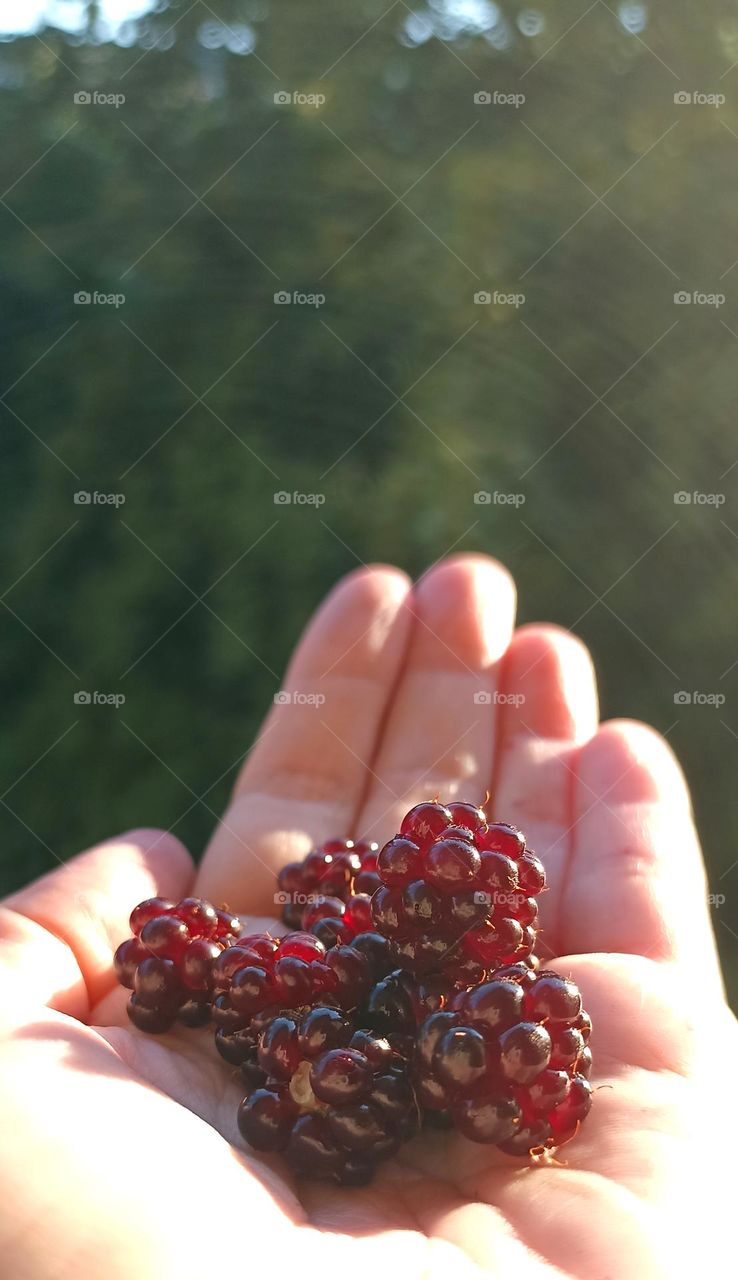 tasty ripe berries in the hand in sunlight, sunny day 🌞