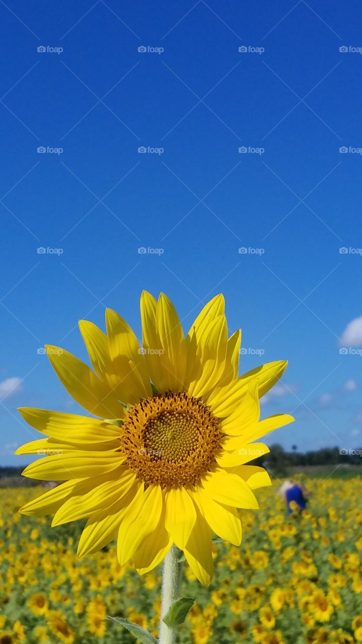 bright yellow sunflower on a sunny day