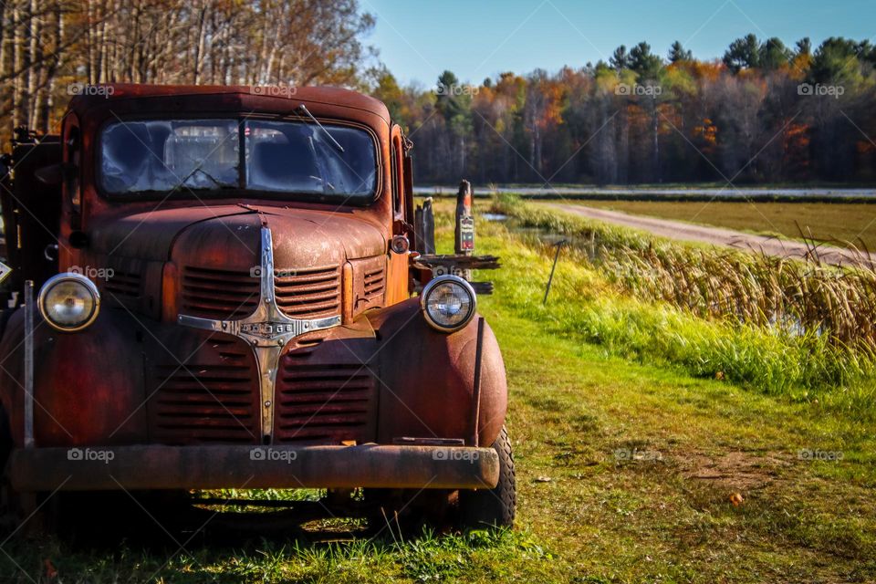 Old truck in a cranberry field