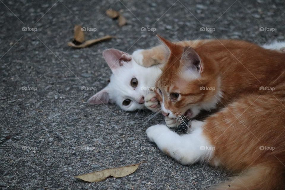 A cute white fur kitten with blue eyes and a kitten with fluffy yellow fur playing and sitting on the ground 