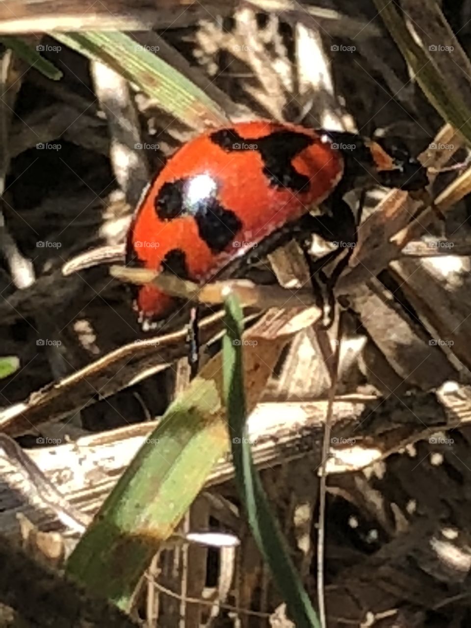 Ladybug 