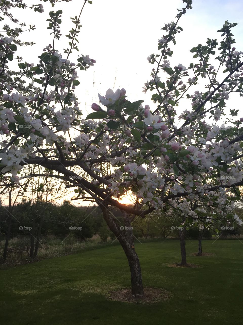 Spring apple blossoms