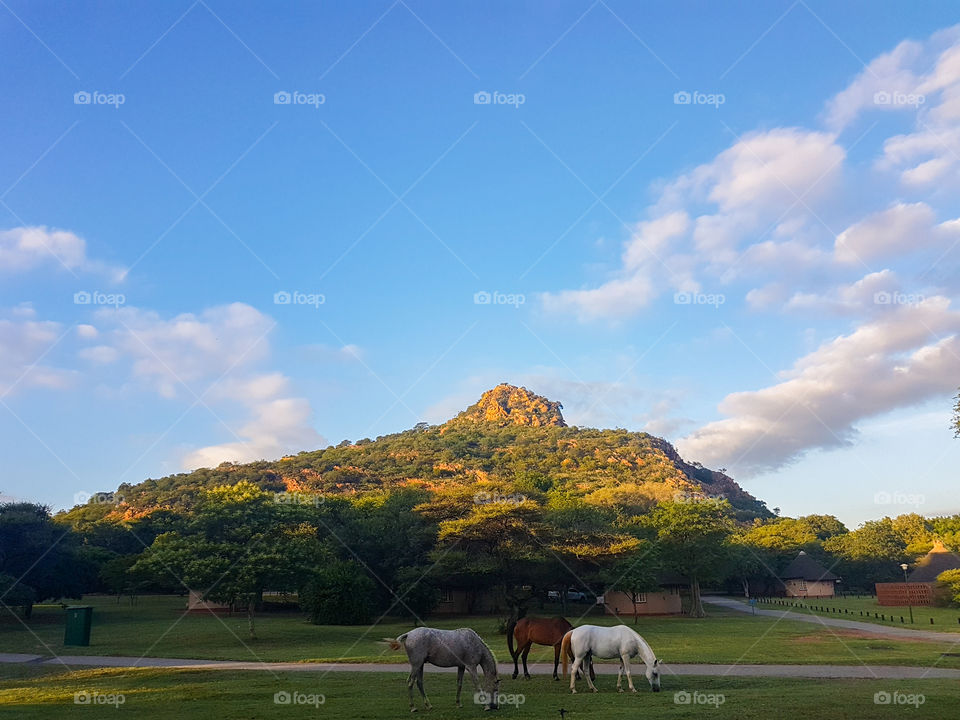 horses grazing at sunrise