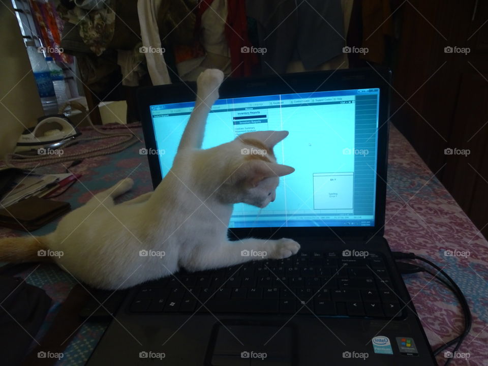 cat typing on computer