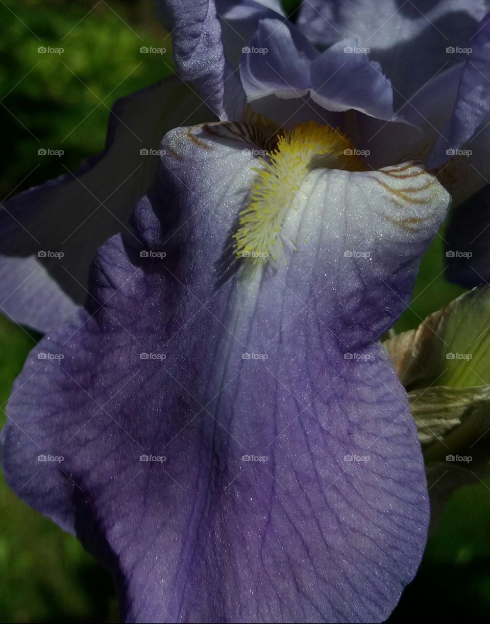 cheeky violet flower