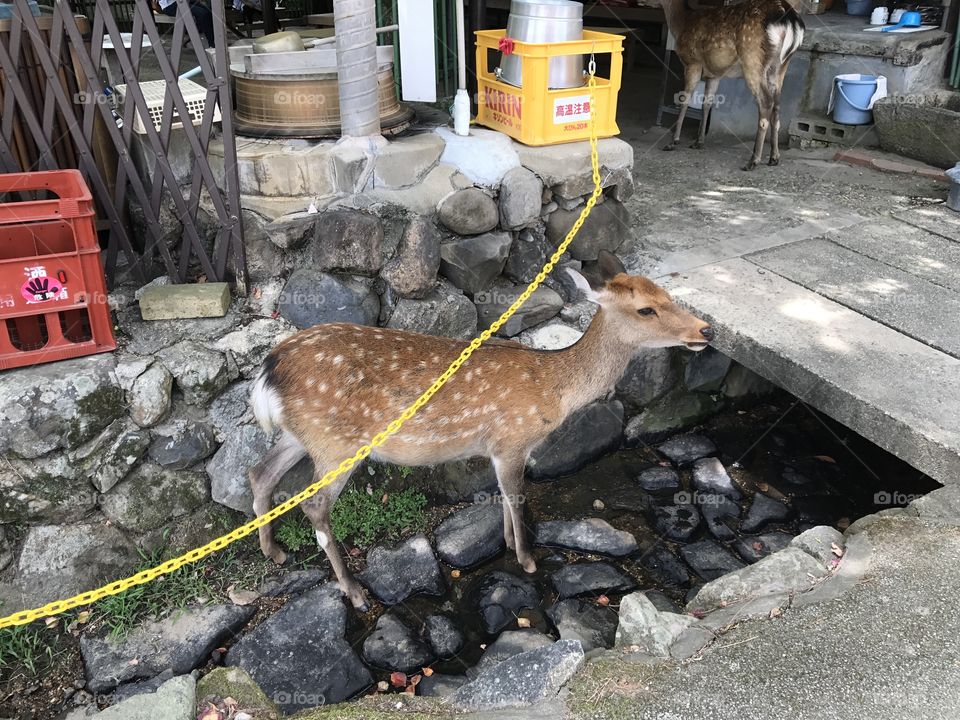 Deer 
Japan
奈良