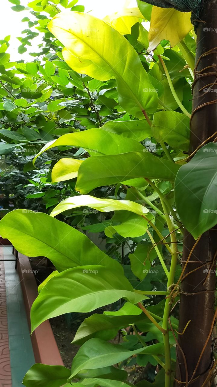 Greenish ornamental creaper makes  us feel fresh.