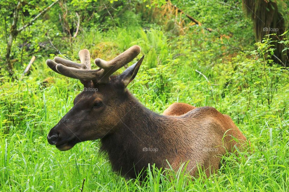 Elk in Grass