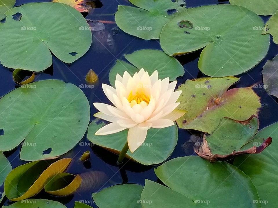Gentle Lotus