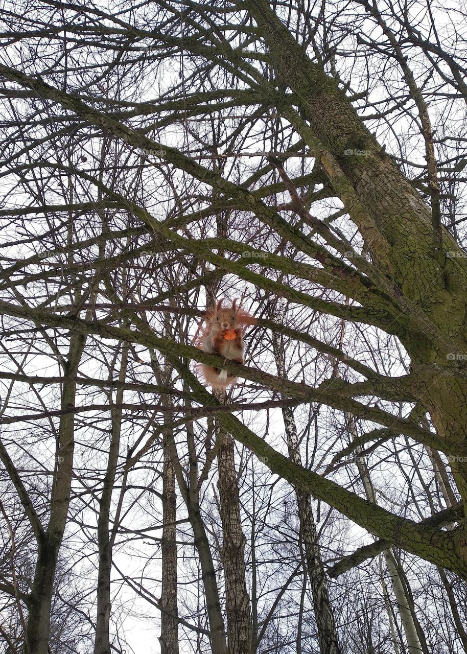 squirrel eating carrot winter time