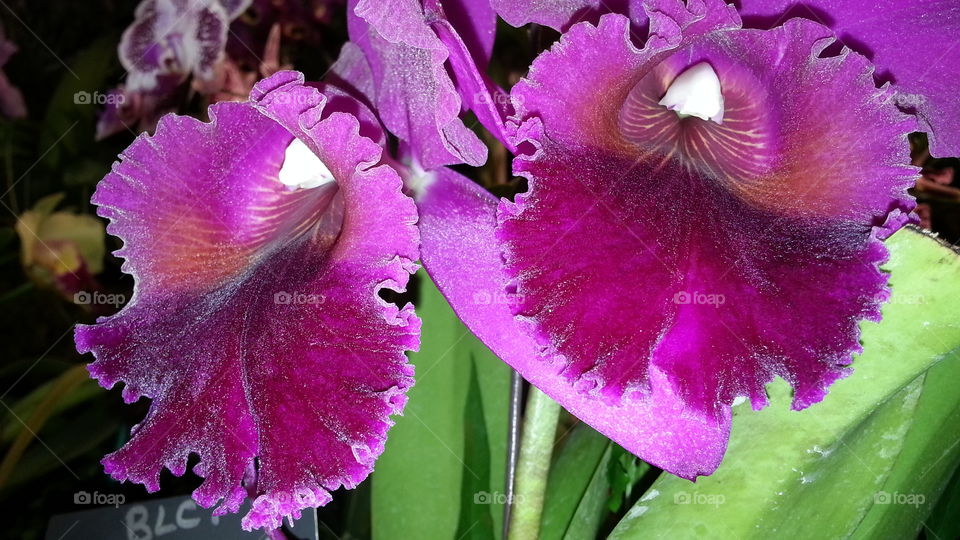 exotic fragrant tropical orchids