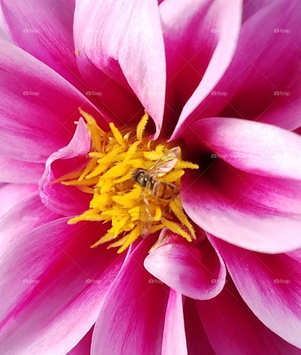 Dahlia with bee