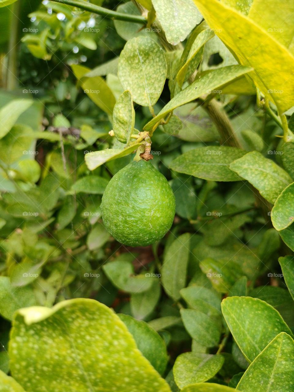 Lemon Tree My Garden Collection