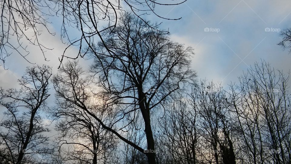 Trees In Winter