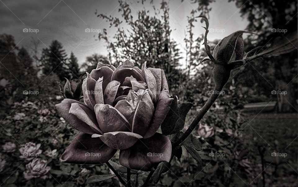 dark rose black and white dynamic by landon