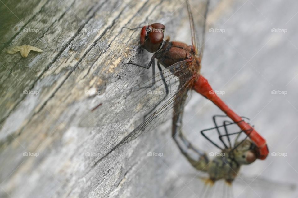Dragonflies mating on wood