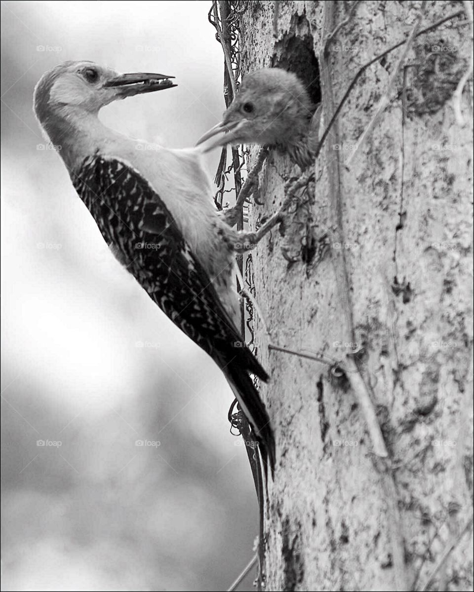 Impatient Woodpecker chick being fed by her busy Mother.