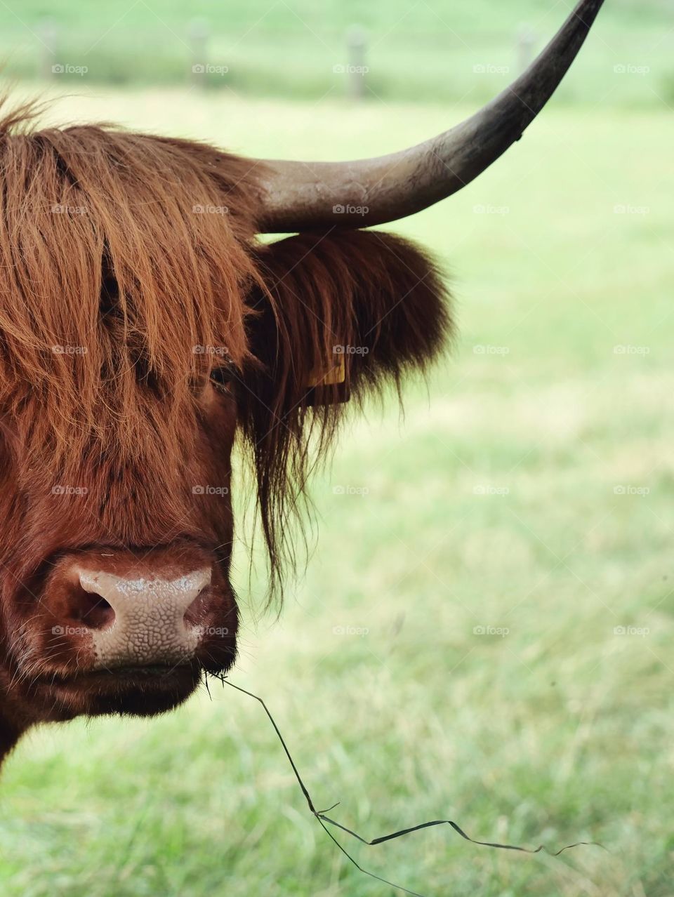 Portrait of Highland Cattle