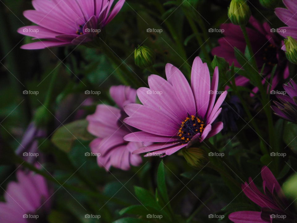 Pink Flower in contrast