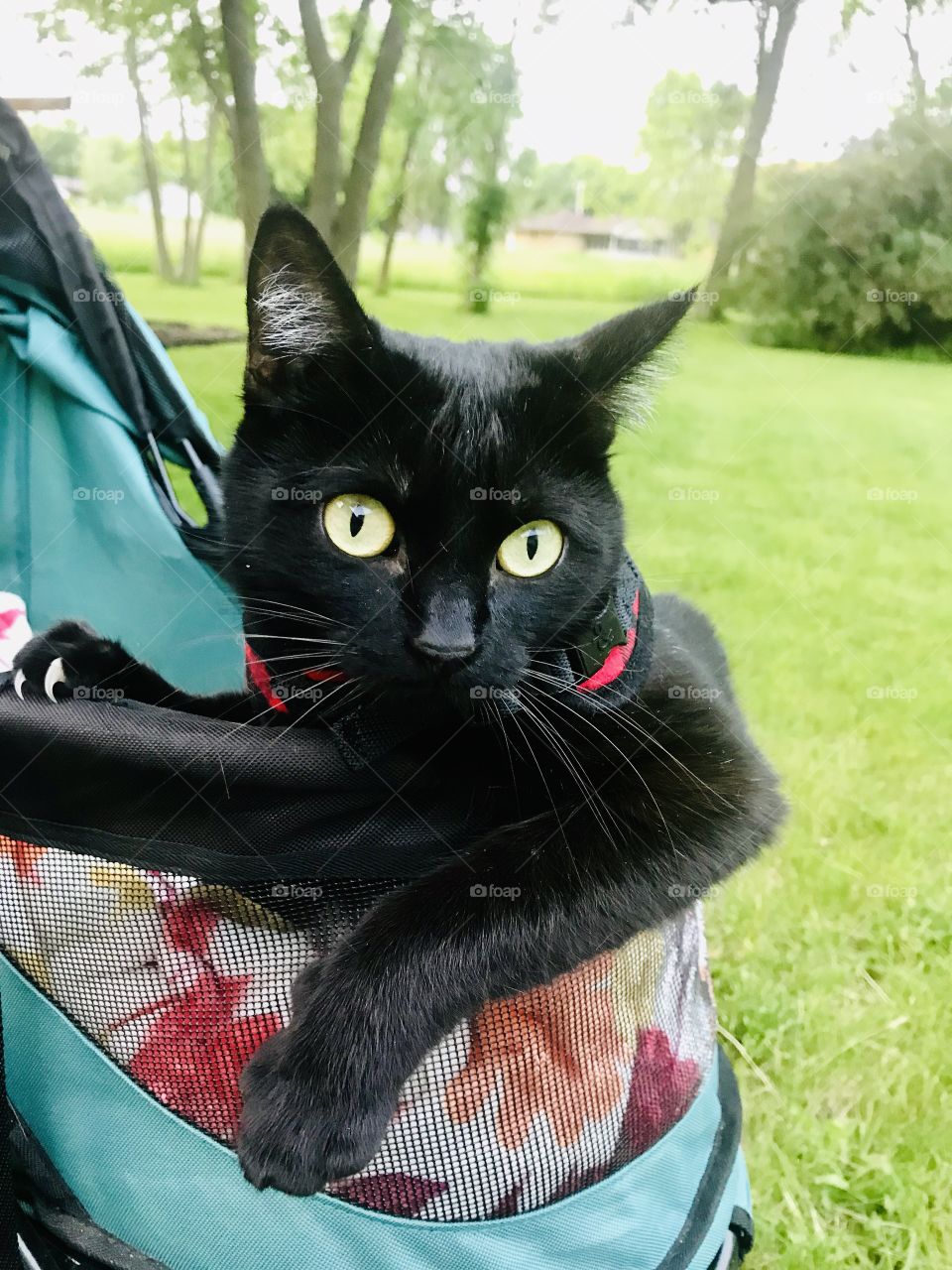 Darling little black kitty sitting in her stroller with her harness on ready for an evening ride!! 