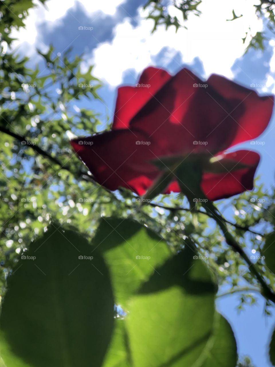 Rose lifting up to sky