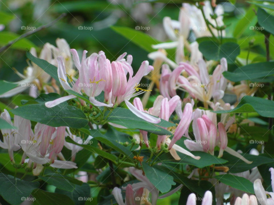 flowers pink