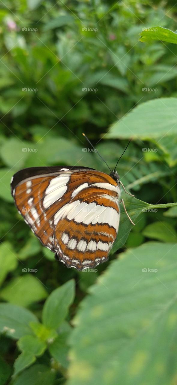 This type of butterfly has a dark brown wing base color with a row of spots that line up to form a ribbon.