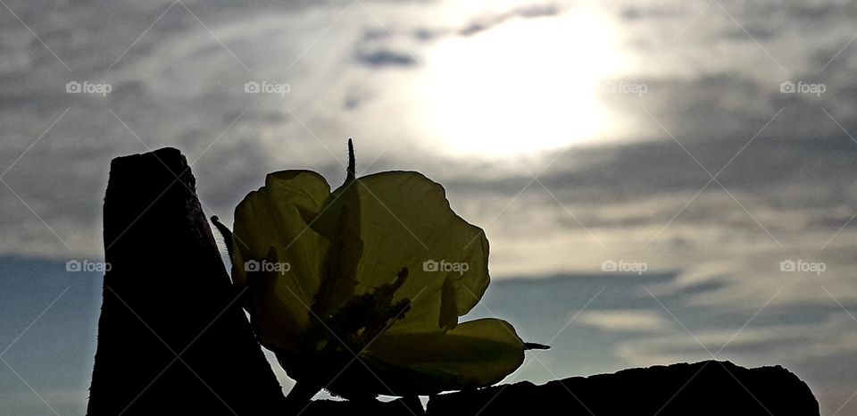 couché de soleil avec une fleur