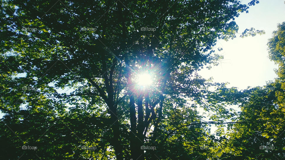 Sun in the trees