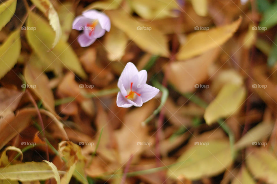 Nature, Leaf, Flora, Flower, Season