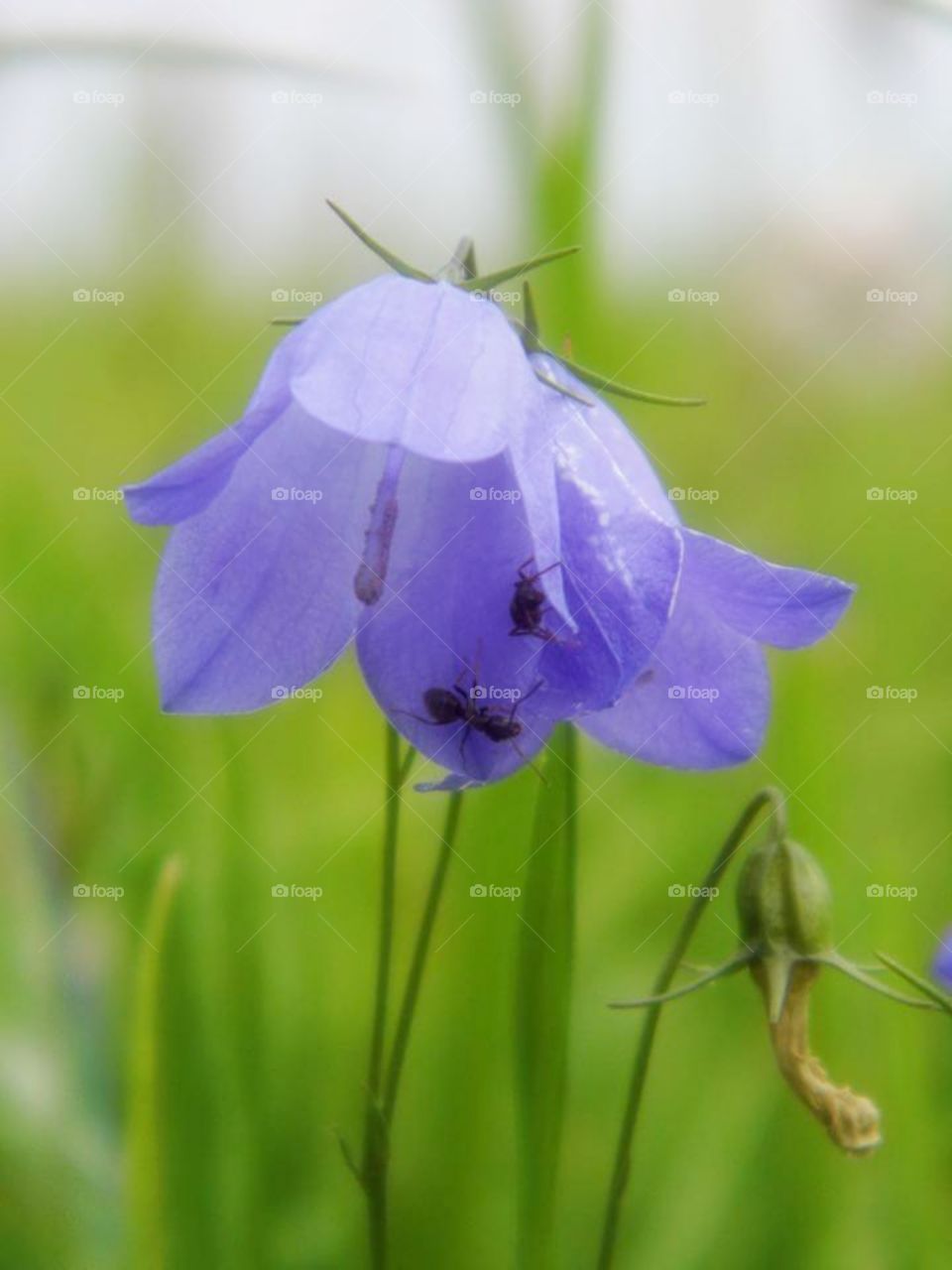 spring background fresh flower on green grass background