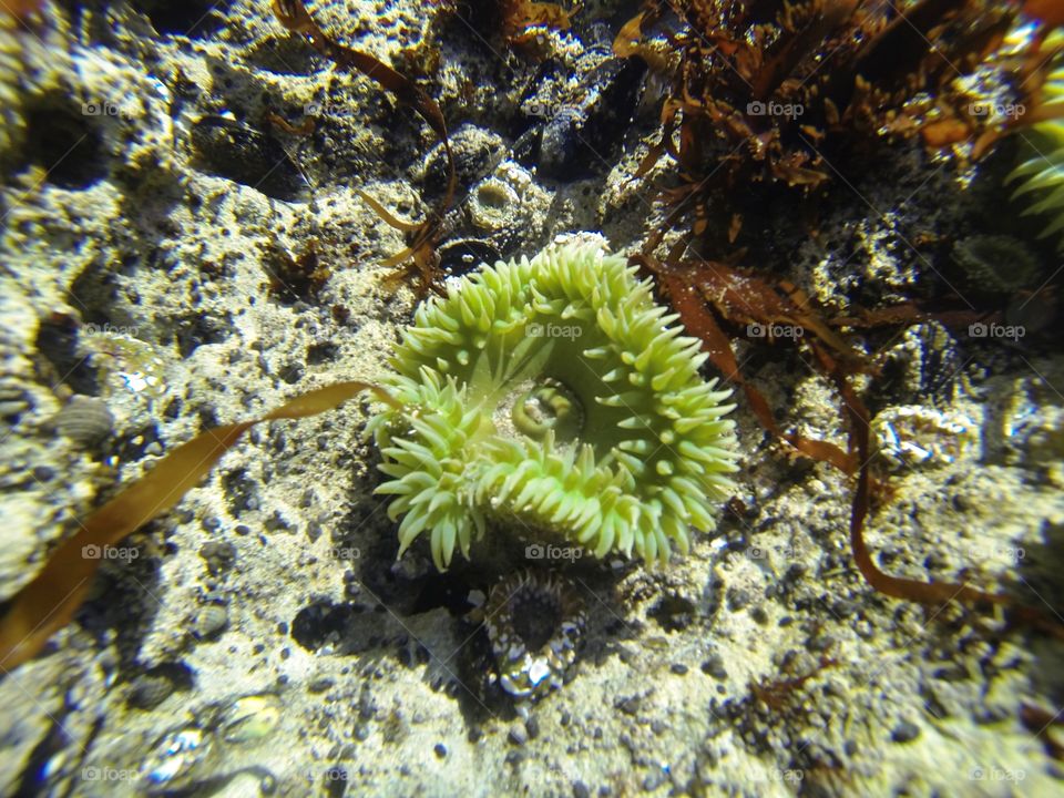 Sea anemone