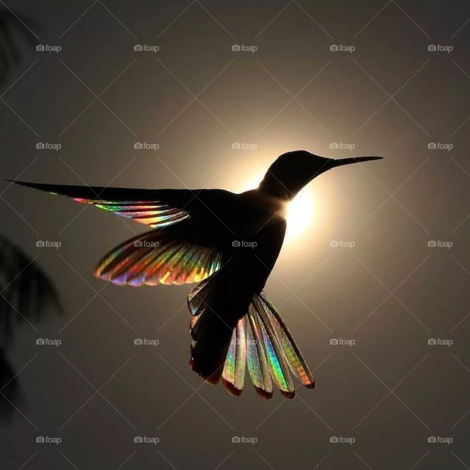 Jacobin Hummingbird