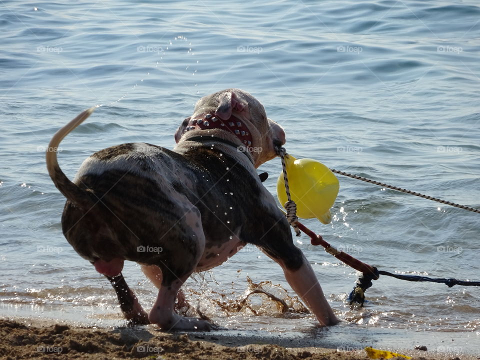 Dog playing at beach