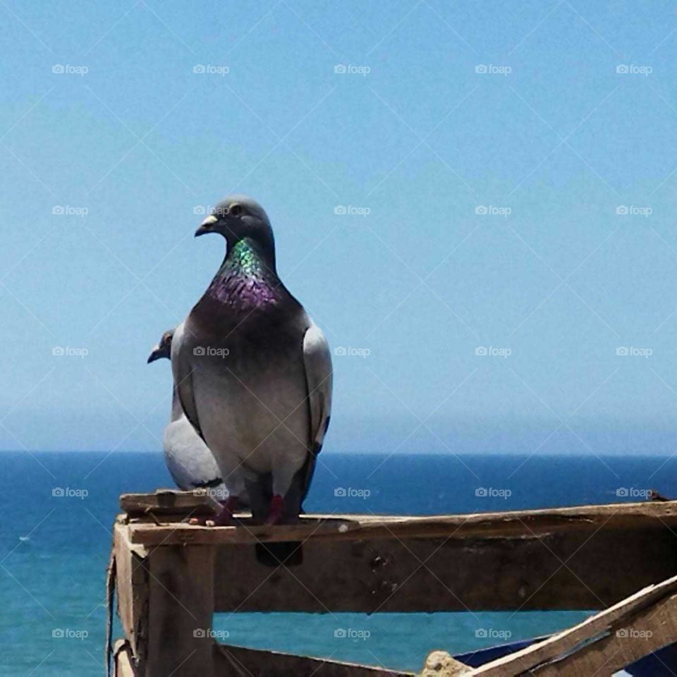 Beautiful bird on a roof.