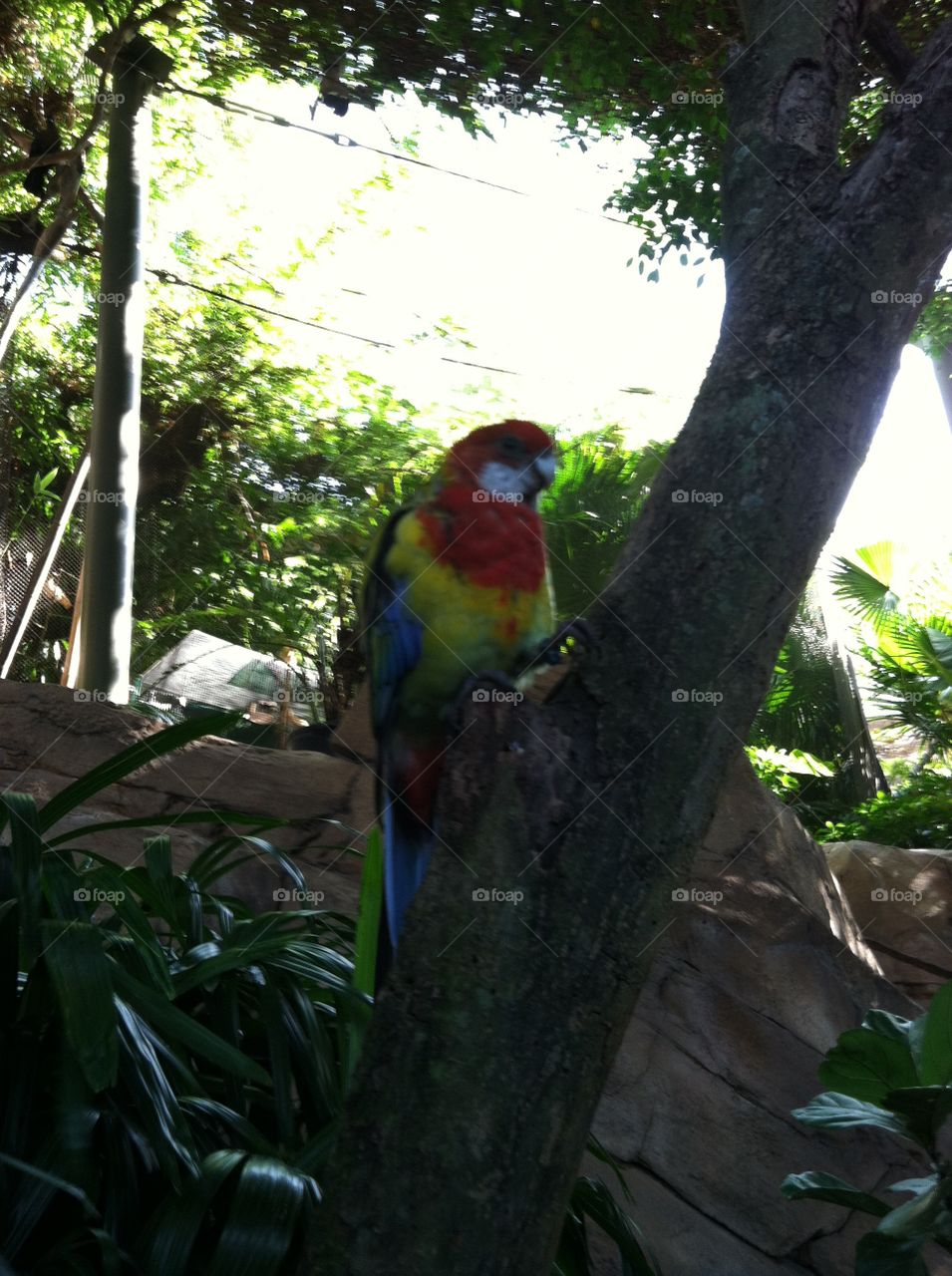 Macaw on the the trunk of a tree