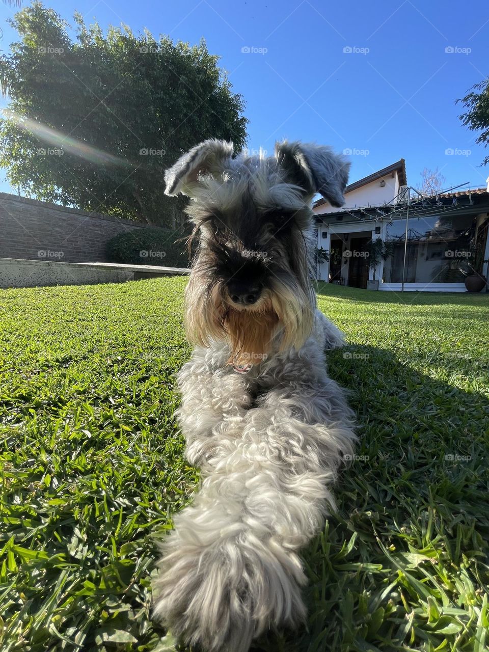 Close up of a dog 🐶