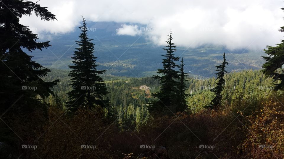 No Person, Landscape, Wood, Mountain, Tree