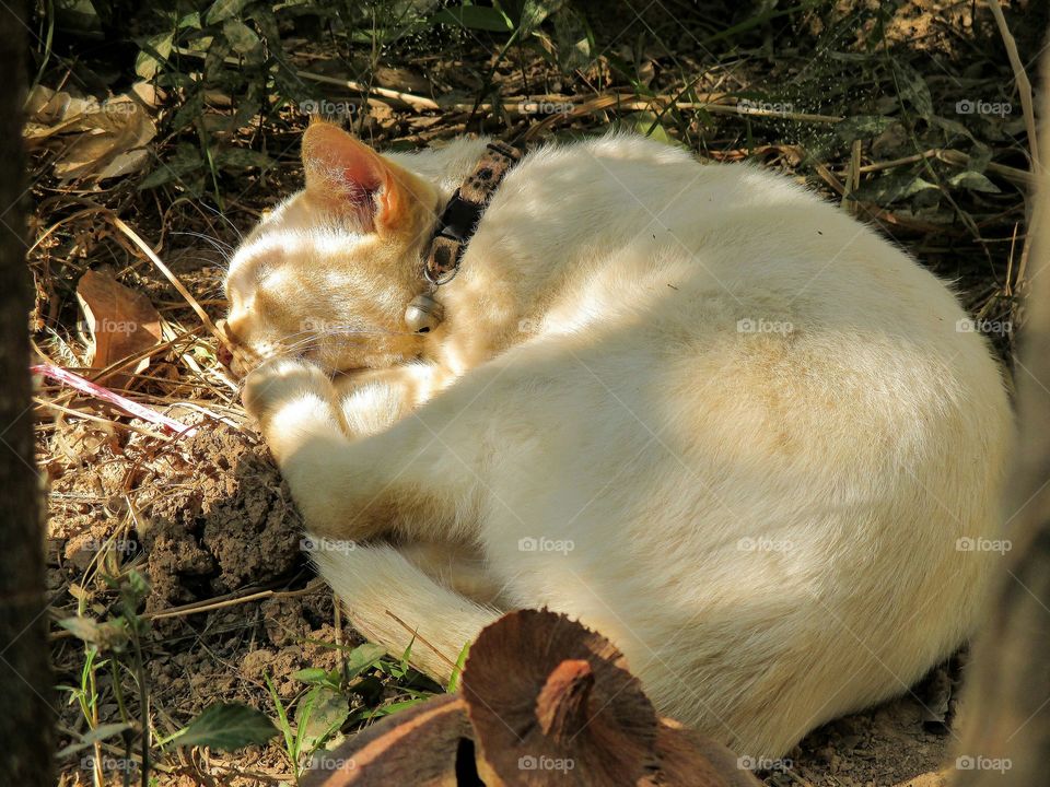 rest. sleeping cat under the shadow of the tree