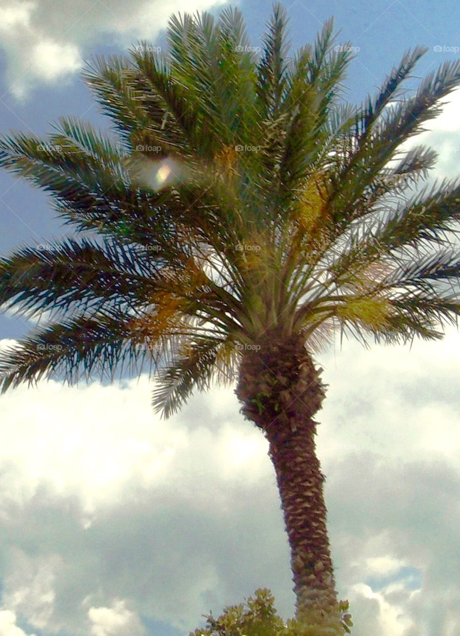 Rainbow on Palm After A Rain Storm