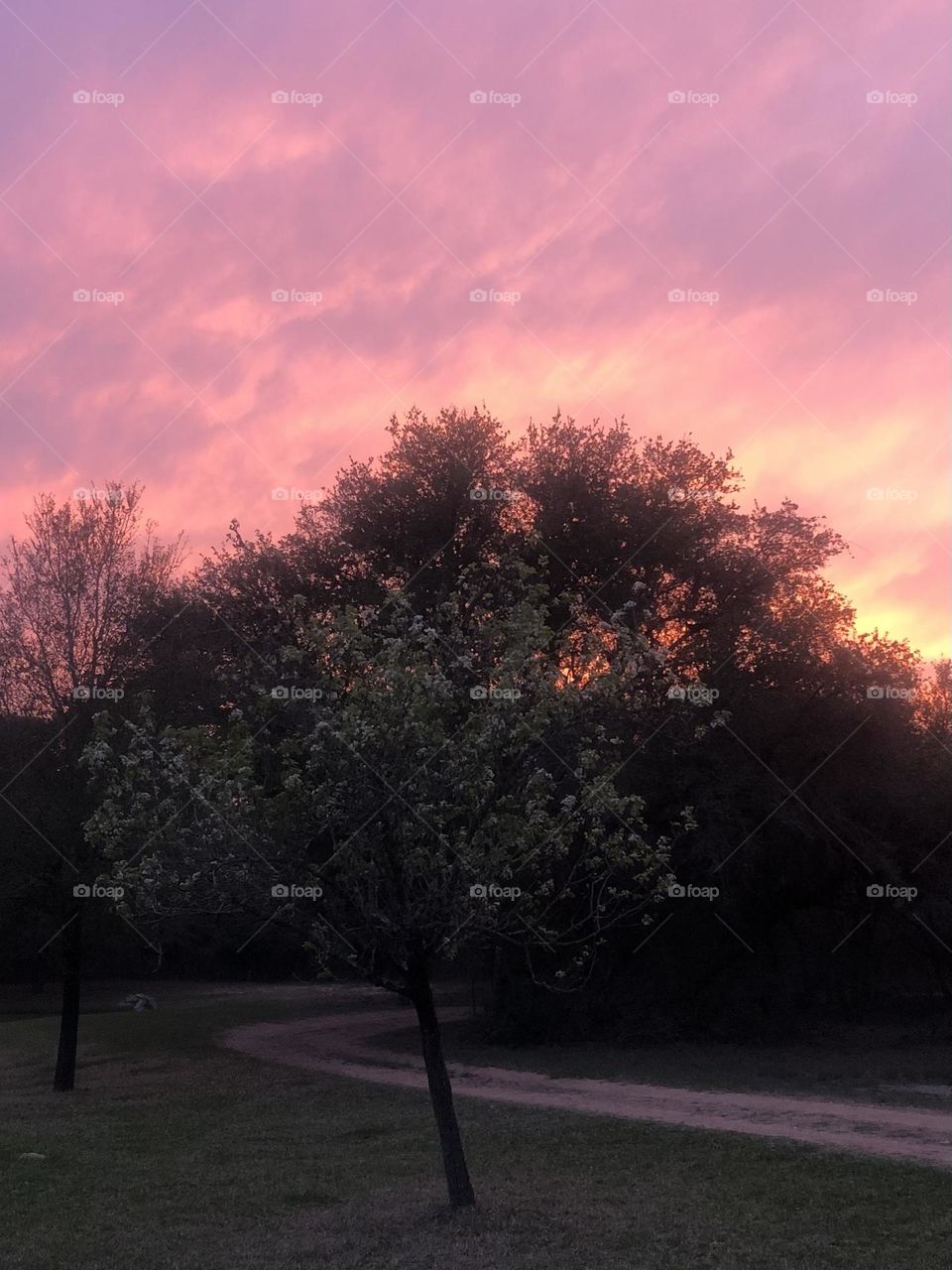 Beautiful sunset here on the ranch in Texas last night. Lit up the front yard and made a lovely silhouette of the Bradford Pear and live oak. 