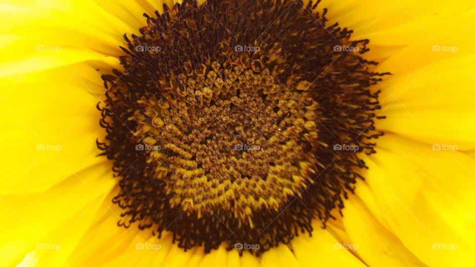 happy sunflower