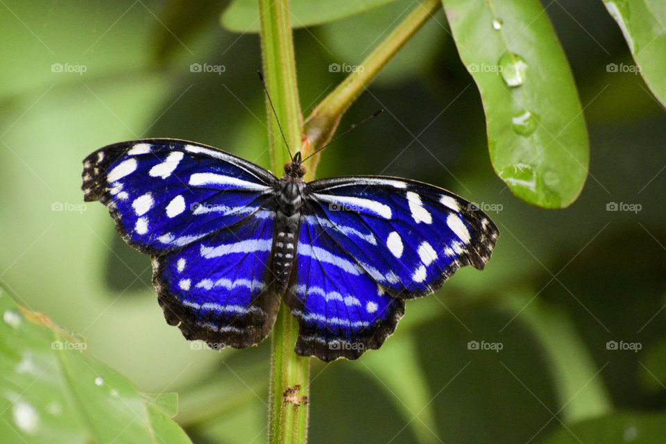 Blue Butterfly on a Green Leaf