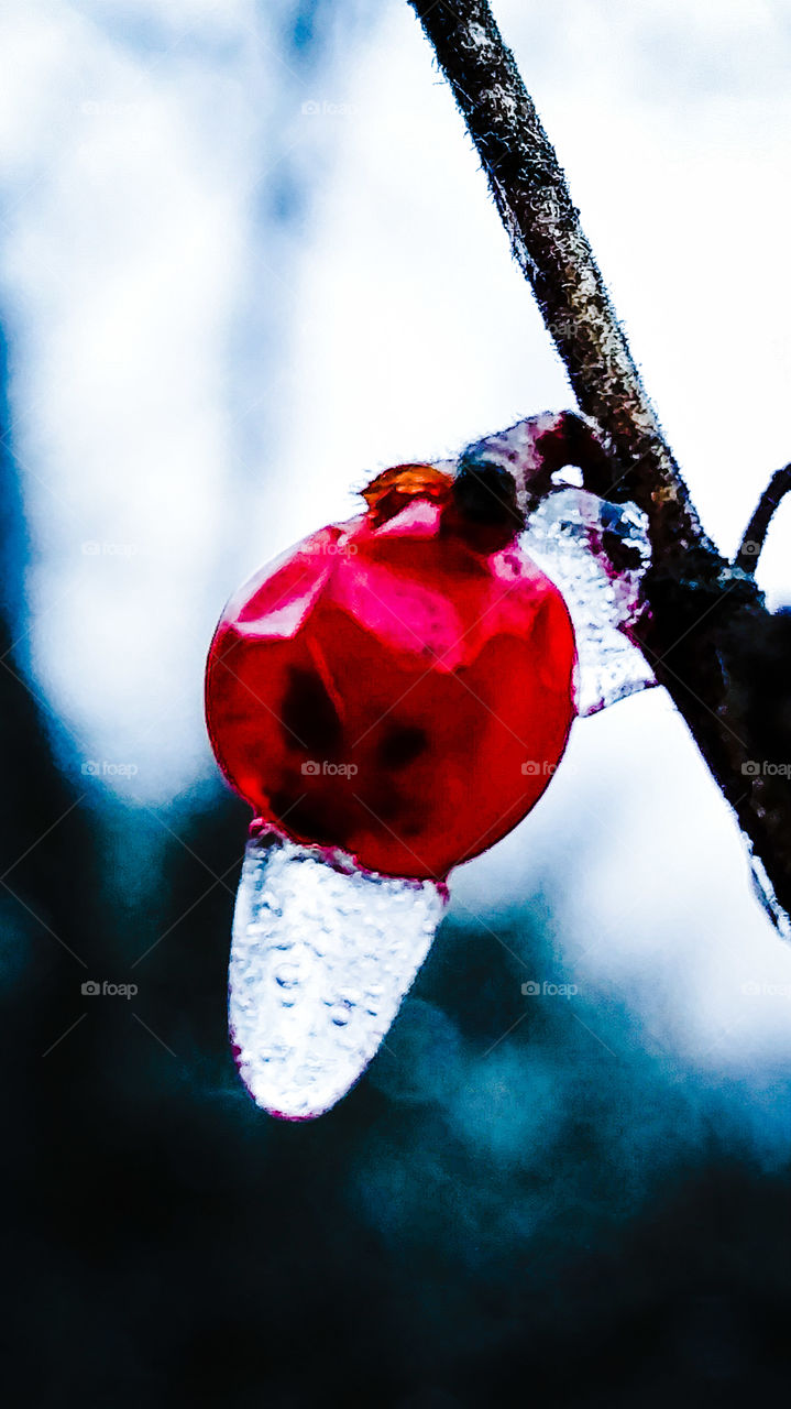 Icicle Berry